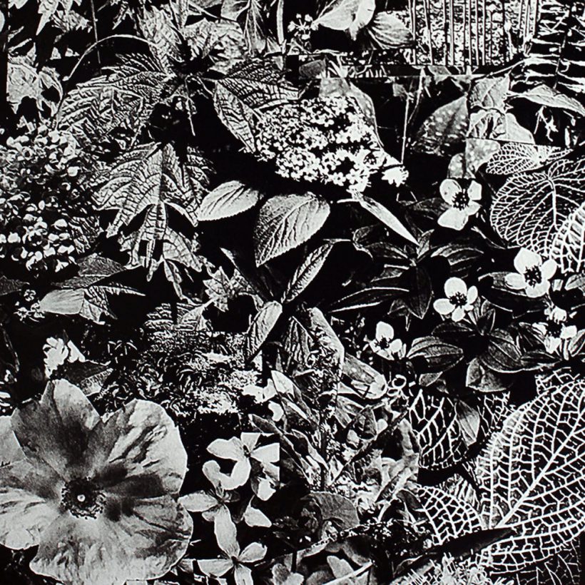 la bouquet poster Geen categorie
