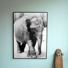 poster olifant
